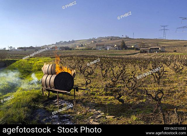 Spring vineyards near Givry, Burgundy, France
