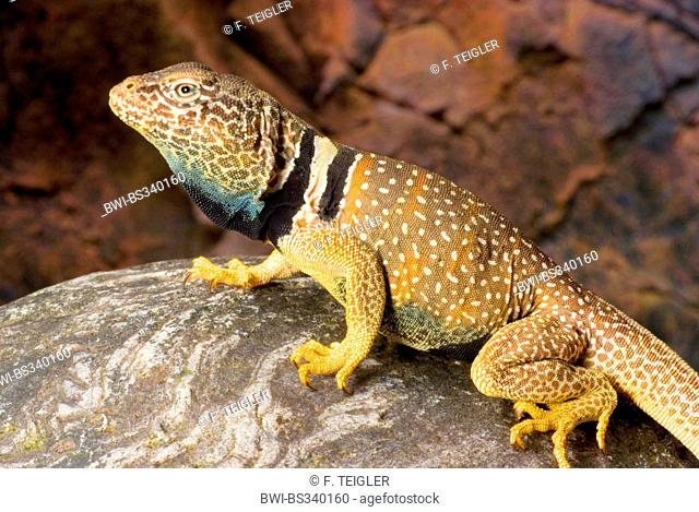 Desert Collared Lizard, Mojave Black-collared Lizard (Crotaphytus insularis), male