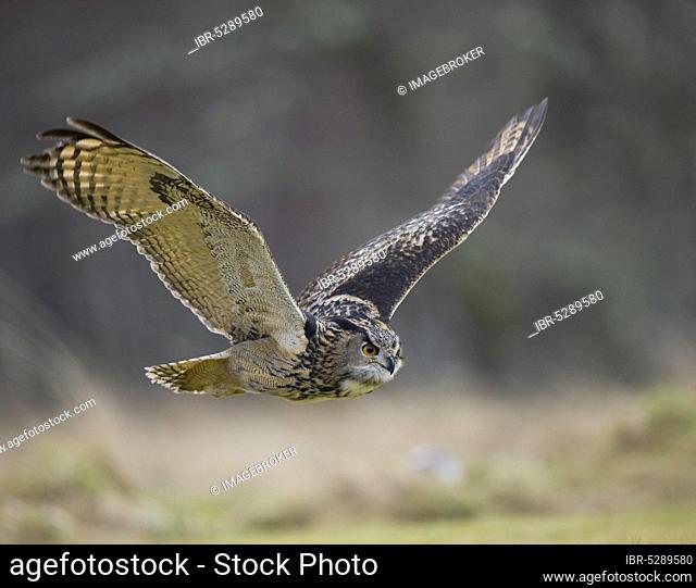 European eagle owl (Bubo bubo), releasable