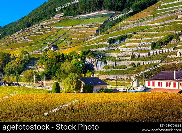 Famous Aigle green vineyards, grapes and houses view in canton Vaud, Switzerland