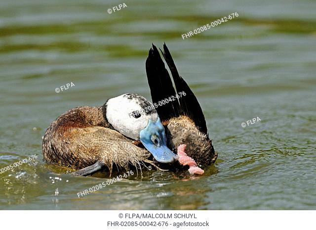 White-headed Duck (Oxyura leucocephala) adult male, with extended penis after mating, on water (captive)