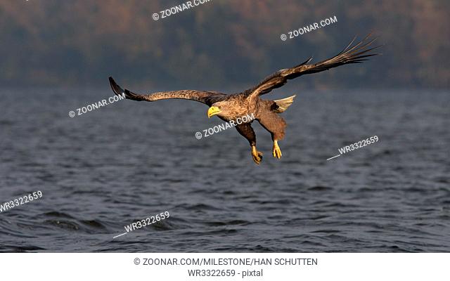 Seeadler im Angriff (haliaeetus albicilla) Approaching white-tailed eagle (haliaeetus albicilla)