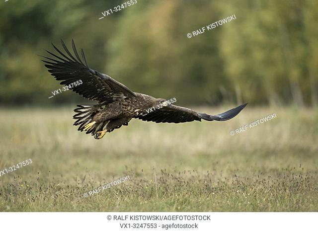 White tailed Eagle / Sea Eagle / Seeadler ( Haliaeetus albicilla ), young, in gliding flight, flying close over a meadow, stretched wings