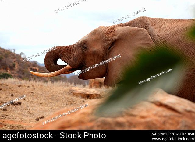 FILED - 24 August 2022, Kenya, Tsavo: An elephant drinks at a waterhole in Tsavo East National Park. Tsavo East is considered Kenya's largest national park