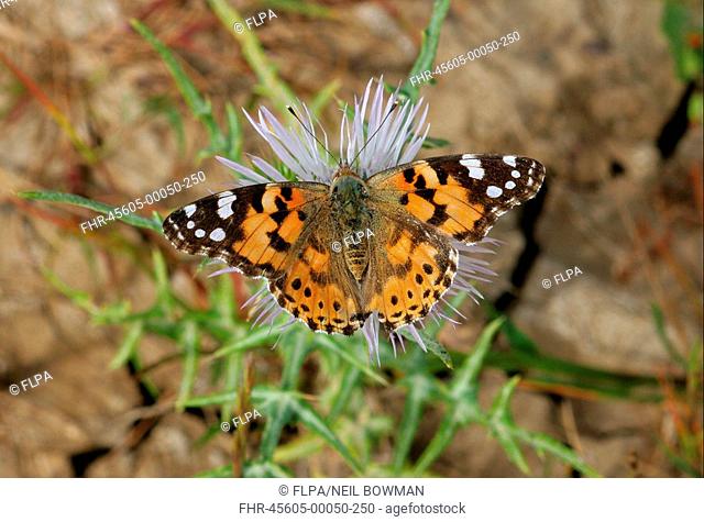 Painted Lady Vanessa cardui adult feeding on thistle, Trapani, Sicily, Italy, april
