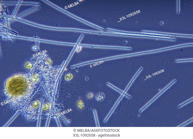 Spirulina sp Cyanobacteria Prokaryotes Optic microscopy