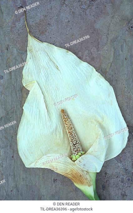 Two dried flowerheads of Arum or Calla lily or Zantedeschia aethiopica Crowborough lying on marbled slate