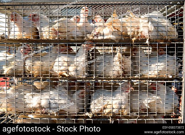 Chickens are housed in a close quarters cage waiting for processing and sale