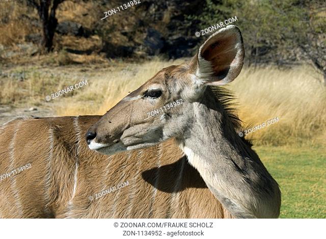 Afrika, Namibia, Großer Kudu (Tragelaphus stresiceros, Greater Kudu), Farm Elisenheim