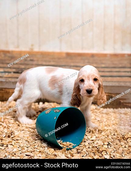 small dog, cute purebred English Cocker Spaniel puppy on breeding station, descendants of European champions
