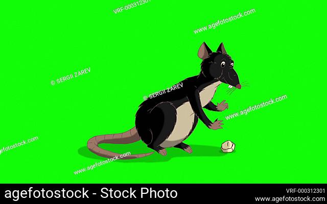 Black rat sits and eats cheese. Animated Looped Motion Graphic Isolated on Green Screen