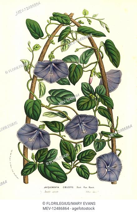 Beach clustervine, Jacquemontia coelestis. Handcoloured lithograph from Louis van Houtte and Charles Lemaire's Flowers of the Gardens and Hothouses of Europe
