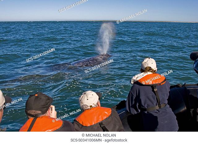 Lindblad guests in Zodiacs with an adult California Gray Whale Eschrichtius robustus in Magdalena Bay near Puerto Lopez Mateos on the Pacific side of the Baja...