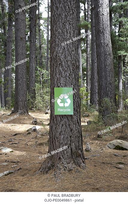 A recycle sign on a tree in the woods