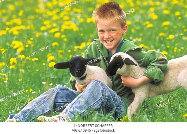 portrait, red haired boy, 8 years, plays with 2 lambs on meadow  - GERMANY, 25/05/2003