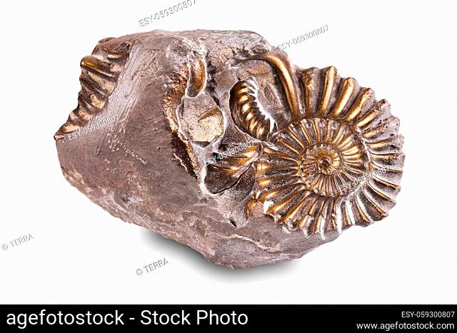 Fossilized sea snail with an imprint in the stone, isolated