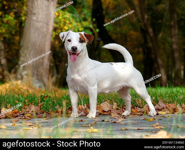 Terrier in dog show stance outdoors