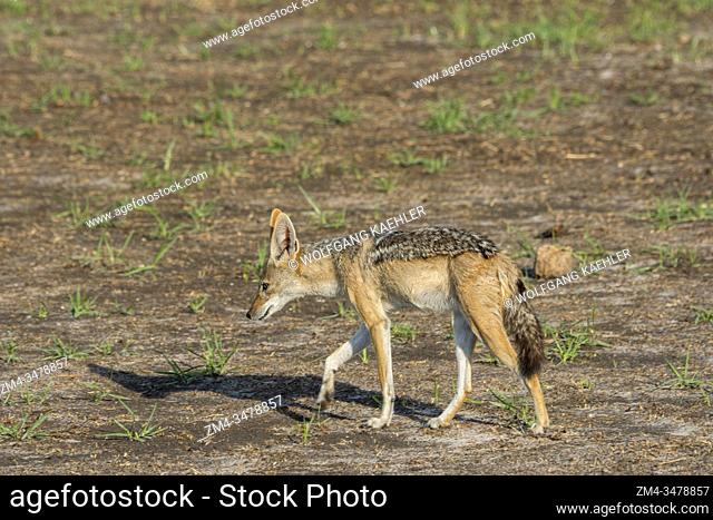 A Black-backed jackal (Canis mesomelas) on the floodplain in the Gomoti Plains area, a community run concession, on the edge of the Gomoti river system...