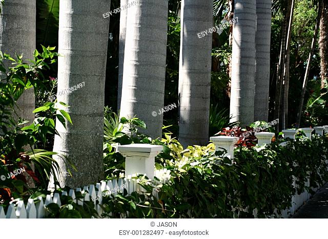 Tree Trunks and White Picket Fence