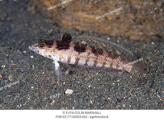 Blackfin Sandperch (Parapercis snyderi) adult, with extended dorsal fin, resting on black sand, Lembeh Straits, Sulawesi, Sunda Islands, Indonesia, July
