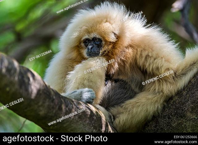 White-handed gibbon or lar gibbon (Hylobates lar)