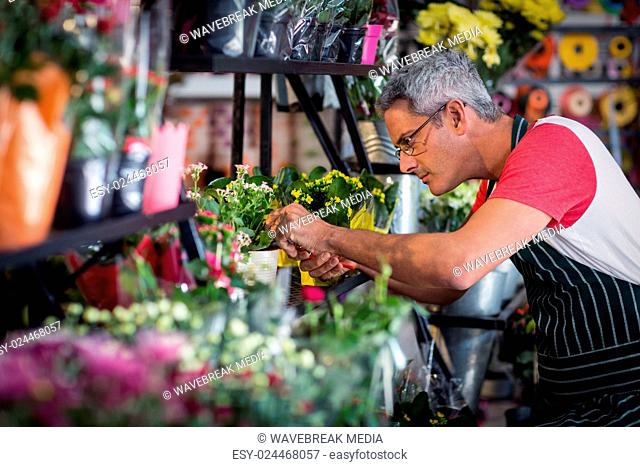 Male florist checking a flowers