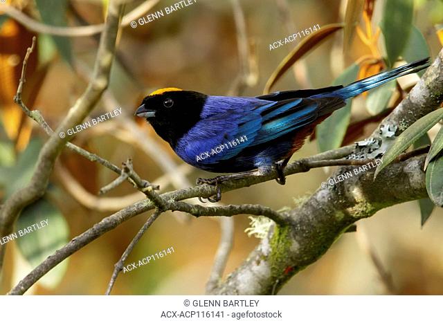 Golden-crowned Tanager (Iridosornis rufivertex) perched on a branch in the Andes Mountains of Colombia