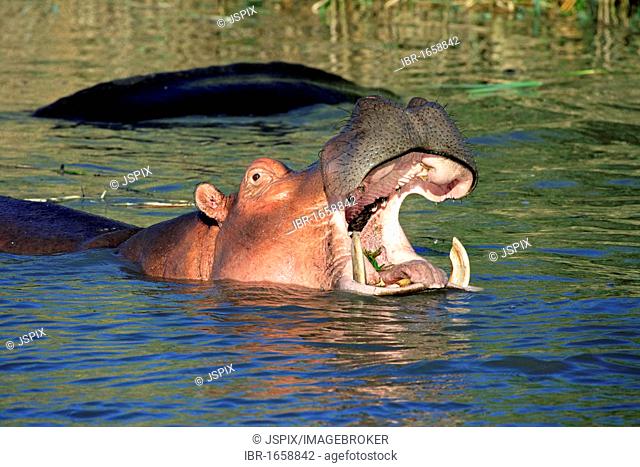 Hippopotamus (Hippopatamus amphibius), yawning or threatening adult, St. Lucia Wetland Park, South Africa, Africa