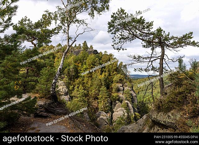 05 October 2023, Saxony, Schmilka: Mainly spruces, but also pines and various deciduous trees grow between the sandstone rocks in the National Park ""Saxon...