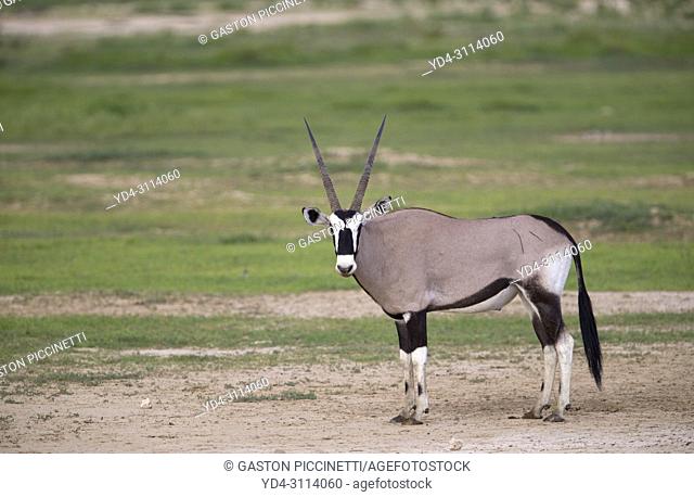 Gemsbok (Oryx gazella), Kgalagadi Transfrontier Park, Kalahari desert, South Africa/Botswana