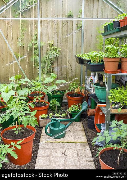 Various young plants, including tomatoes cucumbers and salad leaves, growing in pots in an amateur gardenerâ. . s greenhouse in spring