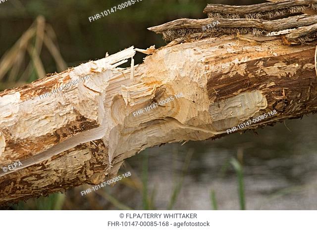 Eurasian Beaver Castor fiber close-up of felled willow tree, trial reintroduction project, Ham Fen Nature Reserve, Kent, England