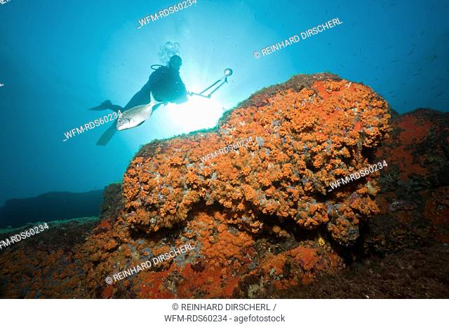 Cluster Anemones covers Reef, Parazoanthus axinellae, Tamariu, Costa Brava, Mediterranean Sea, Spain