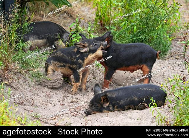 01 August 2022, Brandenburg, Schorfheide/Ot Groß Schönebeck;Schwein;Ferkel;Frischling;: Four barely three-week-old Mangalitsa woolly pigs scuffle in the sand at...