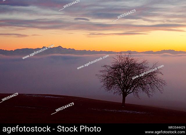 Baum mit Ausblick über das Nebelmeer am Bodensee - Inversionswetterlage mit Alpenblick