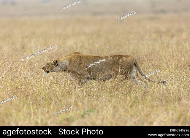 Africa, East Africa, Kenya, Masai Mara National Reserve, National Park, Lioness (Panthera leo) walking in savannah, beginning of hunting, stalking