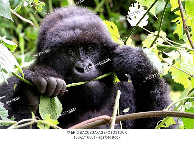 Female Mountain gorilla feeding in forest (Gorilla beringei beringei) Virunga National Park, Democratic Republic of Congo, Africa