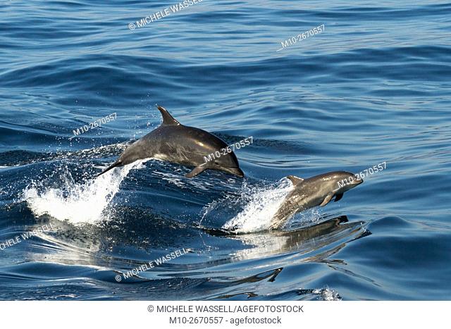 Mom and baby offshore Bottlenose dolphins porpoising out of the water in sync