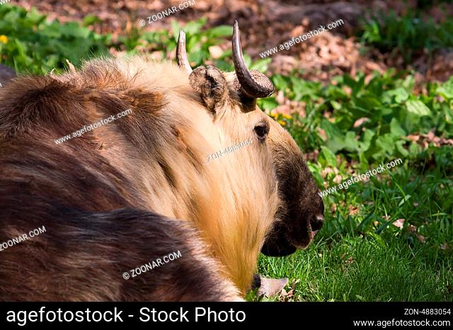 This Takin was taking it easy and having a rest
