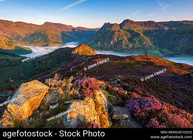 Landscape photographer John Finney captured these stunning images of heather in full bloom, taken atop of Lingmoor Fell with views of Great Langdale in the Lake...