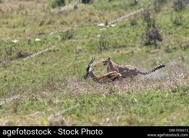 Africa, East Africa, Kenya, Masai Mara National Reserve, National Park, Cheetah (Acinonyx jubatus), hunting Thomson's gazelle in the savannah