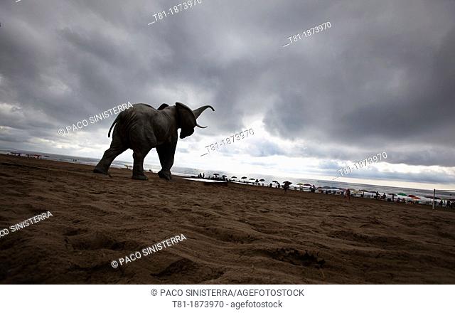 Elephant in the beach under the storm of Castellon, Spain