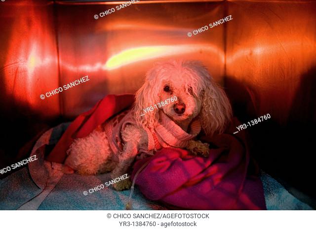 A Poodle dog is warmed using a red lamp as he recovers from an illness at a Pet Hospital in Condesa, Mexico City, Mexico, February 4, 2011