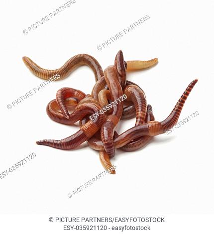 Heap of earthworms on white background