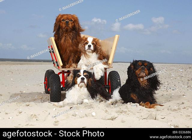 Cavalier King Charles Spaniel, blenheim, tricolour, black-and-tan and ruby, on the beach, island of Texel, Netherlands, handcart