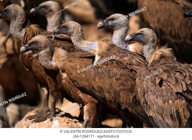 Griffon vulture Gyps fulvus Beceite Ports. Valderrobres. Teruel. Spain