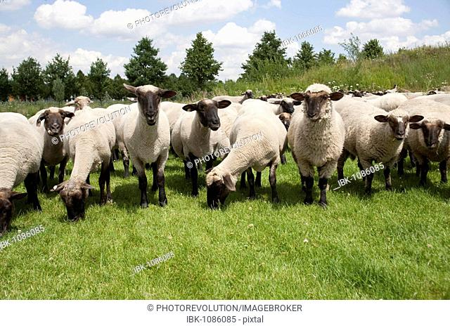Herd of sheep in a meadow