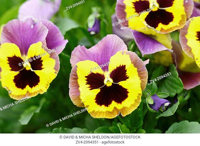 Blossoms from a pansy (Viola wittrockiana) in a garden, Germany