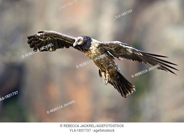 a juvenile lammergeirer flying