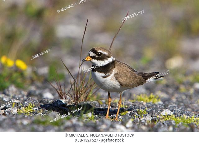 Adult ringed plover Charadrius hiaticula faking a broken wing in order to divert attention away from it's nest on the ground  Lovund